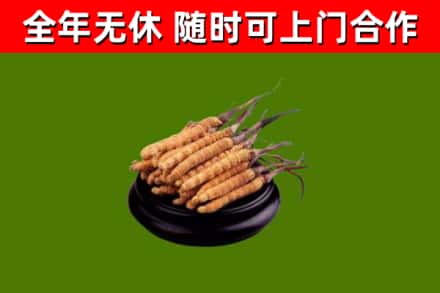 大同区回收冬虫夏草