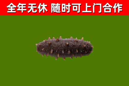 大同区回收海参干